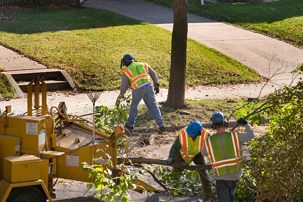 Best Tree Removal Services  in Sandston, VA